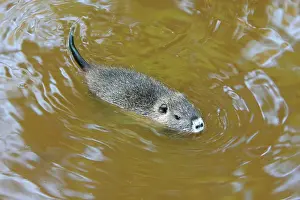Nutria: Nutria / Coypu - young animal swimming