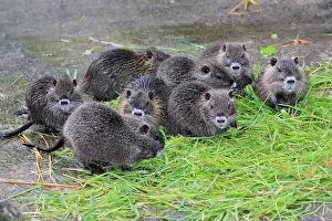 Nutria: Nutria / Coypu - young animals feeding on grass