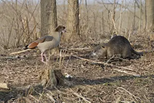 Nutria: Nutria and Egyptian Goose on pond bank Ile-de-France