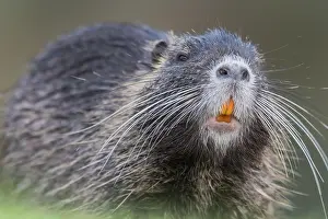 Nutria: Nutria (Myocastor coypus)