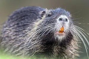 Spiny: Nutria (Myocastor coypus)