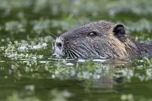 Nutria: Nutria ( Myocastor coypus) in a body of water, portrait