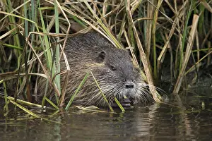 Nutria: Nutria (Myocastor coypus), eating in the water