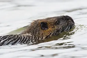 Nutria: Nutria (Myocastor coypus), floating, Emsland, Lower