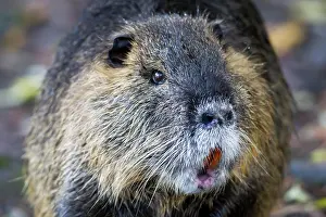 Spiny: Nutria (Myocastor coypus) in the Mnnchbruch nature r