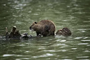 Nutria: Nutria (Myocastor coypus), Parc Ornithologique