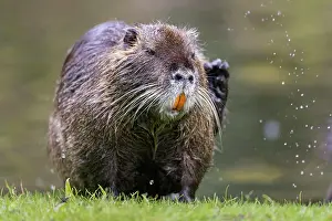 Nutria: Nutria (Myocastor coypus) shakes water from its