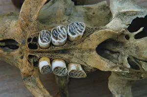 Nutria: Nutria skull