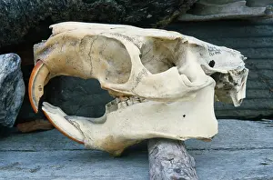 Nutria: Nutria skull