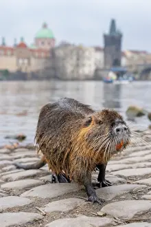 Settlement: Nutria town
