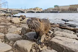 Settlement: Nutria town