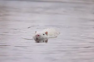 Nutria: Nutria white water