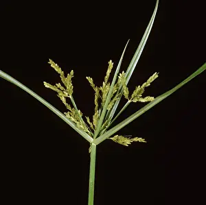 Sedge: Nutsedge flower spike