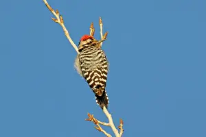 Nuttallii: Nuttall's Woodpecker