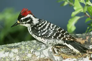 Picoides: Nuttall's Woodpecker (Picoides nuttallii)
