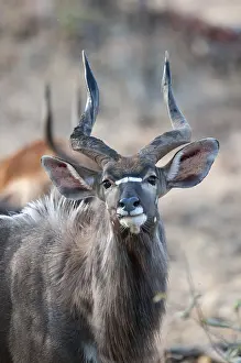 Tragelaphus: Nyala Buck (Tragelaphus angasii) portrait, Sou