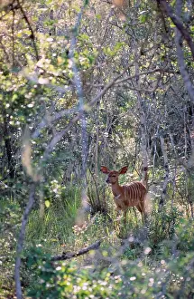 Nyala: Nyala - Female sheltering in thick bush