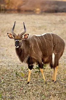 Tragelaphus: Nyala - male