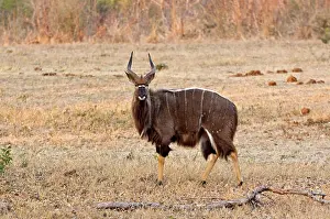 Tragelaphus: Nyala - male standing in area of short grass
