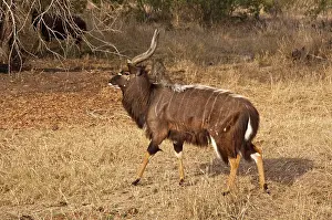 Tragelaphus: Nyala - male walking