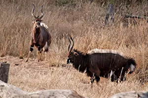 Geoff Trinder: Nyala - two males displaying - crest on back raised