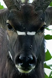Nyala: Nyala