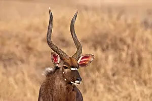 Tragelaphus: Nyala - portrait of head and antlers