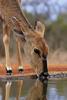 Antelopes: Nyala (Tragelaphus angasii), adult, female, drinking, at the