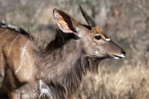 Tragelaphus: Nyala (Tragelaphus angasii), Kapama Game
