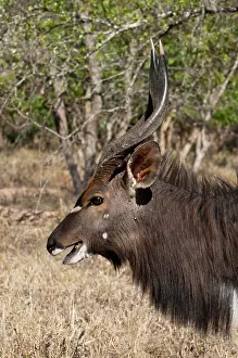Tragelaphus: Nyala (Tragelaphus angasii), Kapama Game