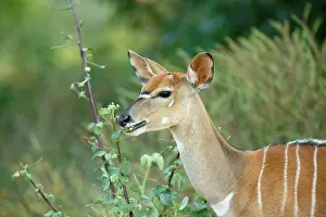 Tragelaphus: Nyala