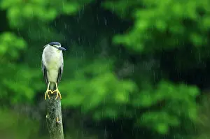 Picket: Nycticorax nycticorax Nycticorax