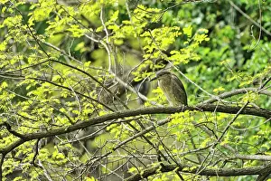 Nycticorax: Nycticorax nycticorax Nycticorax