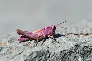 Chorthippus: Nymph of a common field grasshopper (Chorthippus