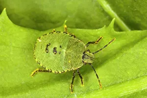 Prasina: Nymph of Common Green Shield Bug (