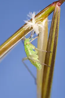 250417: Nymph of Green Capsid Bug on giant feather grass flower