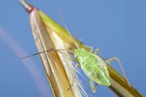 250417: Nymph of Green Capsid Bug on giant feather grass flower