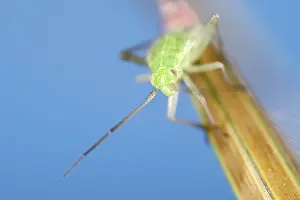 250417: Nymph of Green Capsid Bug on giant feather grass flower