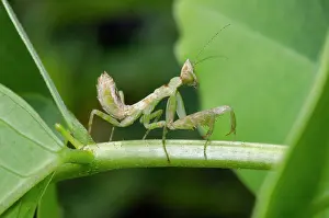 Jeweled: Nymph of Jeweled Flower Mantis - West Bali National Park, ne