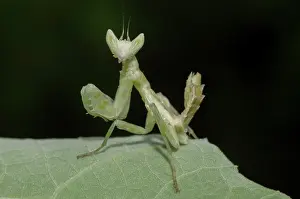 Jeweled: Nymph of Jeweled Flower Mantis - West Bali National Park, ne
