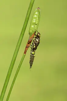 Aeshna: Nymph of Southern Hawker. about to emerge as