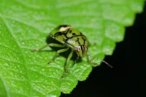 Menjangan: Nymph of Stink Bug - West Bali National Park, near Menjangan