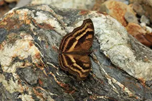 Junonia: Nymphalid butterfly