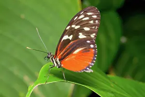 Jose: Nymphalid butterfly