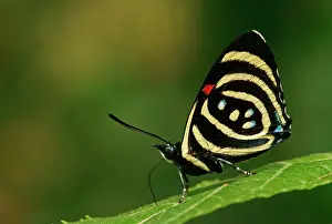 Parana: Nymphalidae (Nymphidae) Tropical Butterfly, Hydaspes