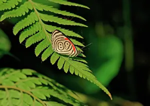 051218: Nymphalidae (Nymphidae) Tropical Butterfly, Anna's