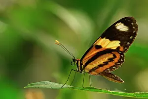 Parana: Nymphalidae (Nymphidae) Tropical butterfly (Mechanitis