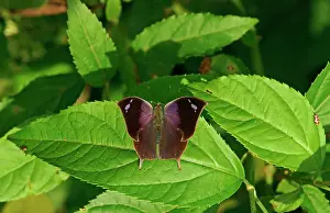 Parana: Nymphalidae (Nymphidae) Tropical Butterfly (Memphis