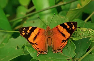 051218: Nymphalidae (Nymphidae) Tropical Butterfly, Orange