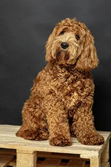 Properties: O Labradoodle, pedigree dog, hypoallergenic properties